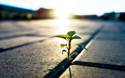 Special Edition FIS COVID-19 Newsletter (4th Ed)